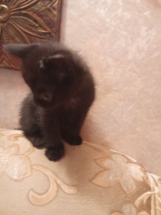 Продам милого котенка