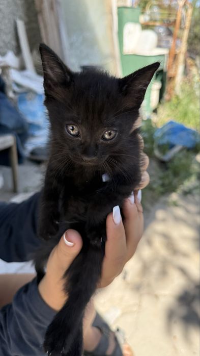 Милые котята, бесплатно