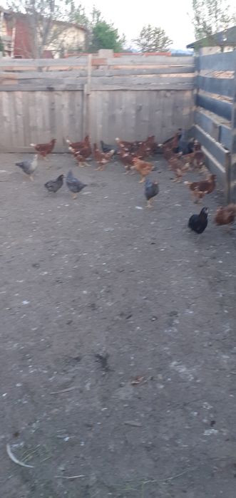 Puicuțe porumbac,negre,roșii