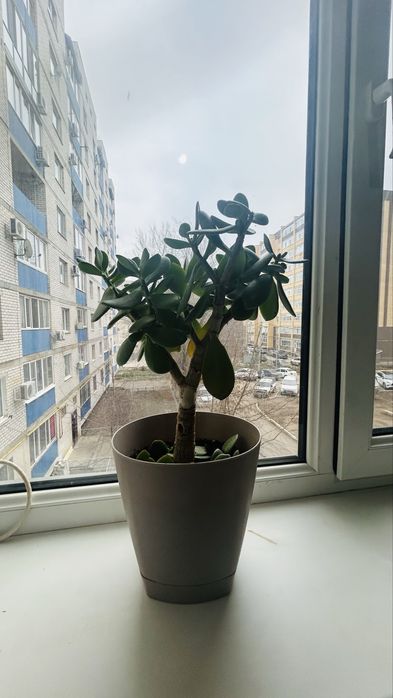 Продам комнатные цветы