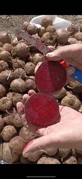 Продам свеклу оптом по Казахстану