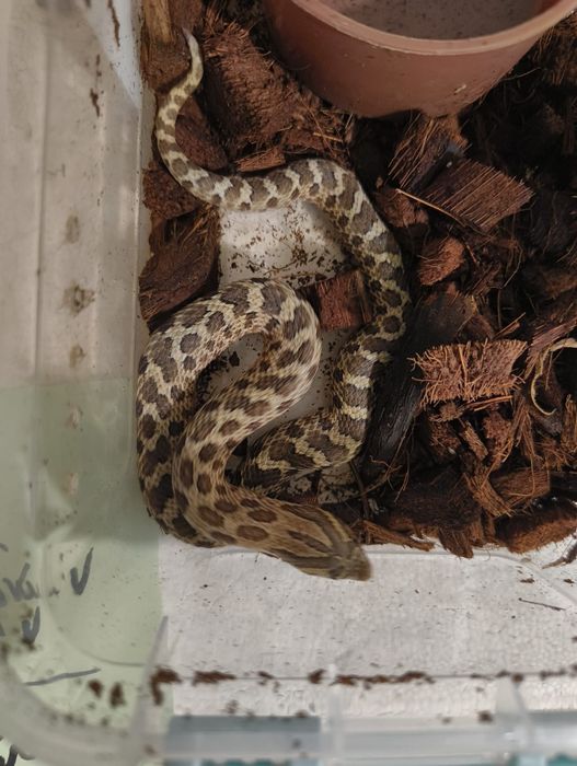 Свиненоса Змия / Heterodon nasicus