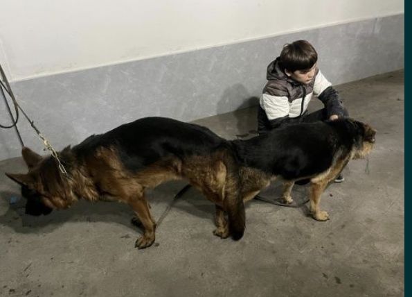 Немецкий авшарка