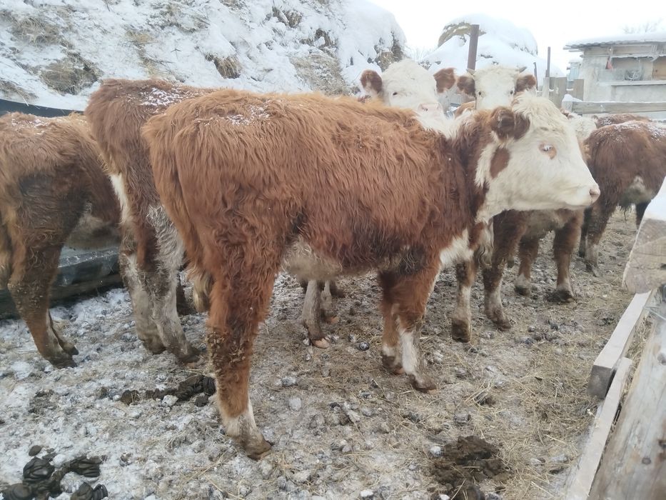 Продам тёлок 9-10месецных