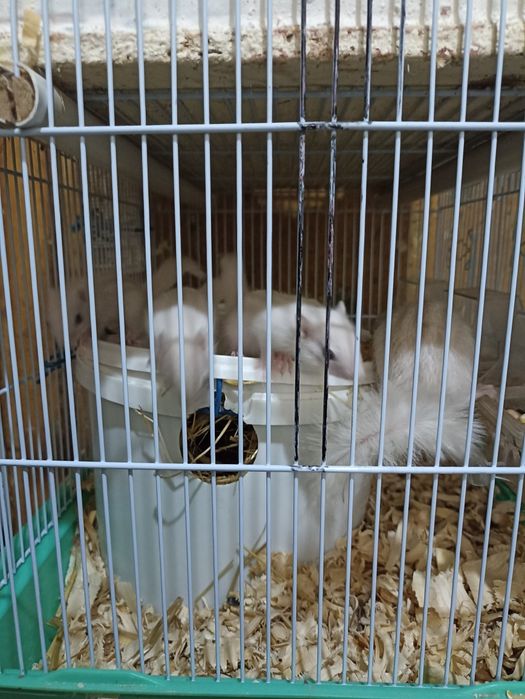 Vînd veverițe siberiene albe și maro , frumoase și jucăușe .