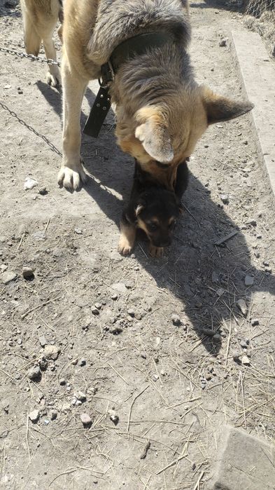 Продам породистого щенка