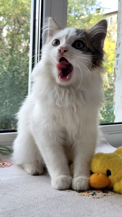 Котенок ищет дом