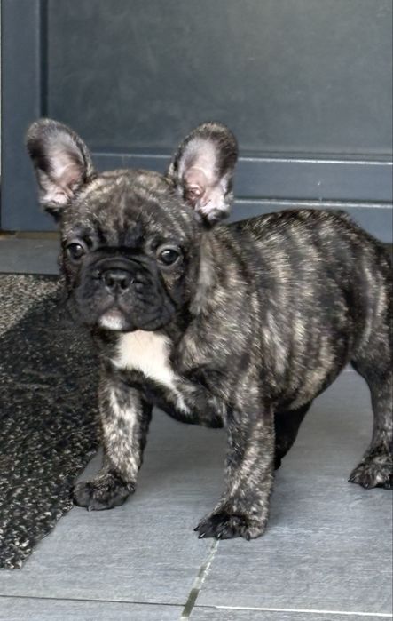 Pui Bulldog francez cu pedigree