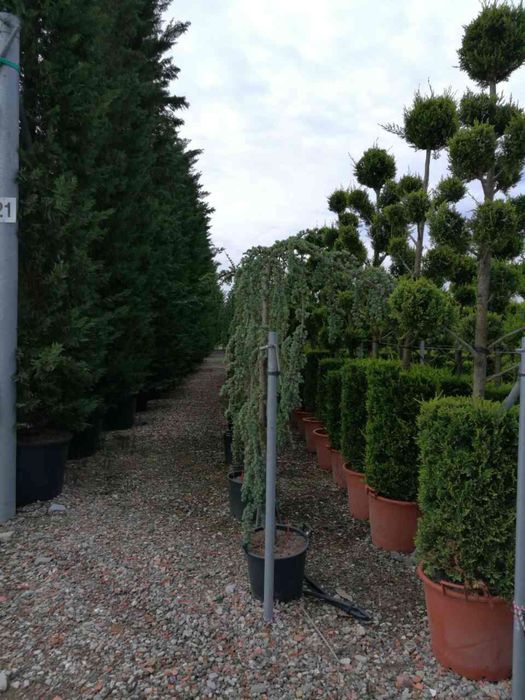 Спирали топки и пон-пони