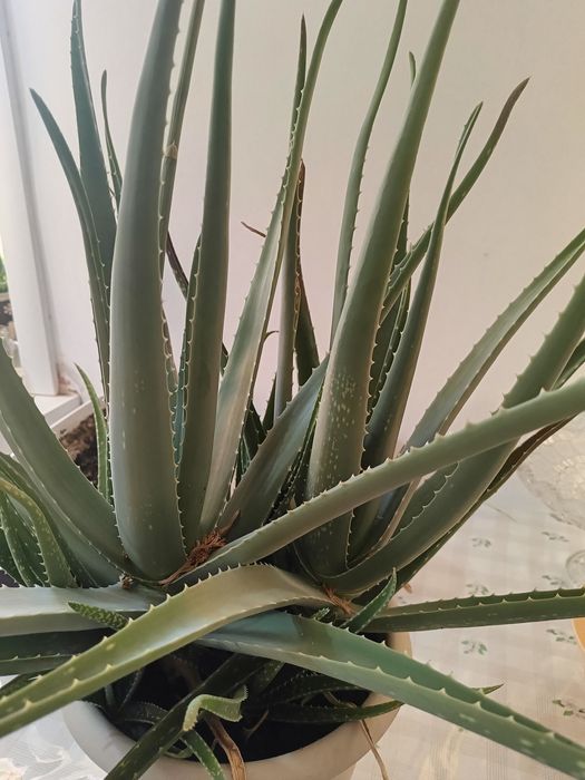 Продам алое вера