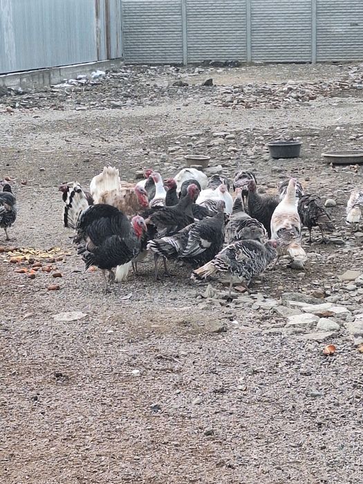 Продам 4 молодых самца индюков