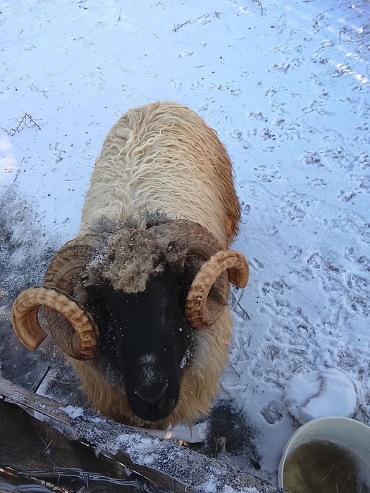 Vând berbec țurcan 1 an jumătate