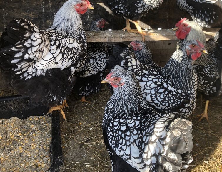 Familie gaini Wiandote  Brahma asa mare 2024 3+1 si oua