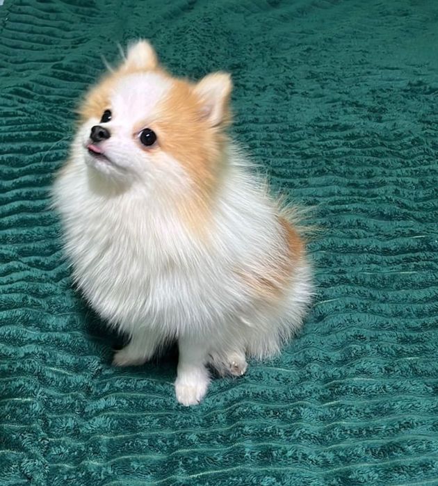 Продается Немецкий Шпиц „Мальчик”