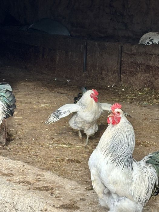 Куры срочно продам