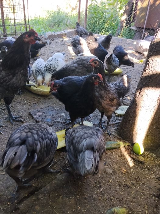 Cocoșei austrolop