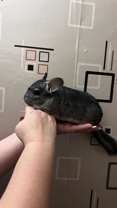 Продаются шиншиллы