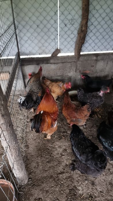 Vand sau schimb  cocosii cu gainii