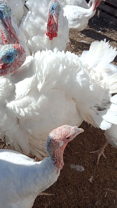 Индюктер сатылады.