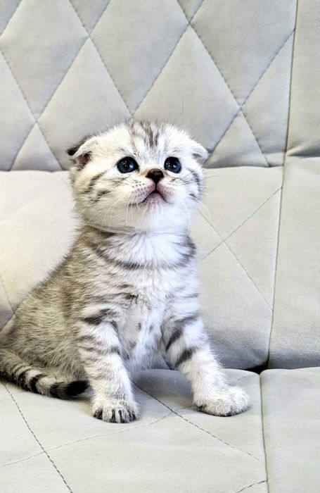 Скоттиш фолд окраса вискас