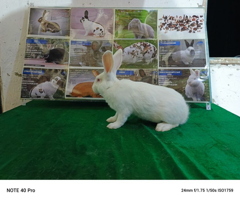 Хикол ( Италия)тоза кон