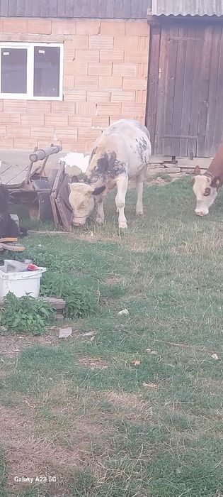 Vând vițel belgian 10 luni preț 70 milioane  detalii la 0722423450