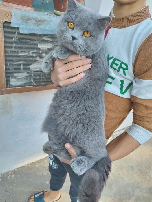 Сотилади топ-тоза пародали ёш мушуклар