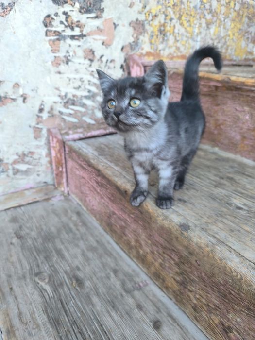 Отдам бесплатно котят в добрые руки