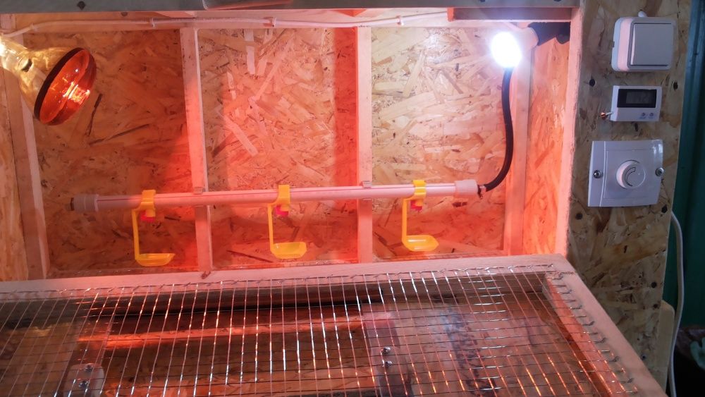 Брудер для цыплят