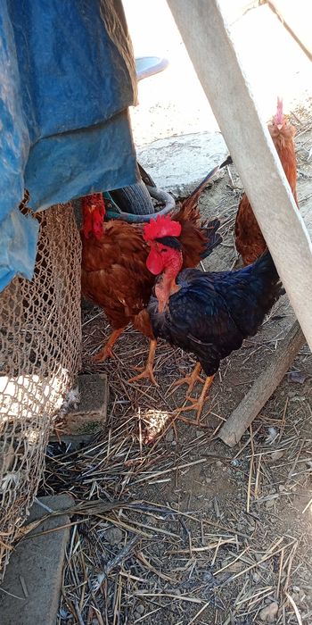 Vand cocos gat golas de transilvanya