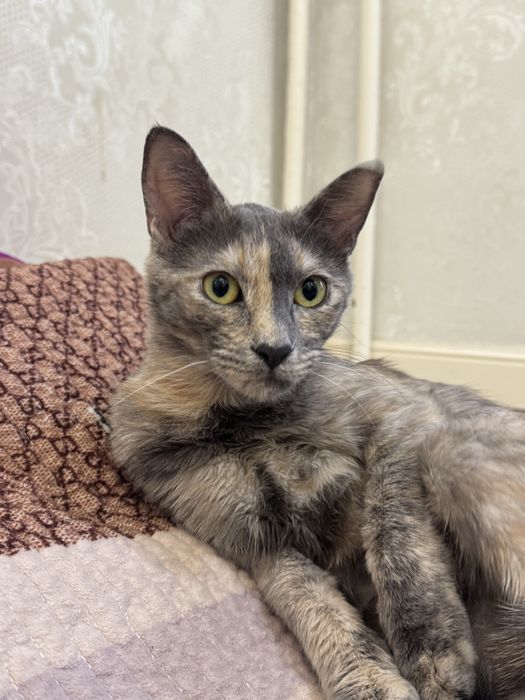 Отдам кошку (девочка) в добрые руки                                  )