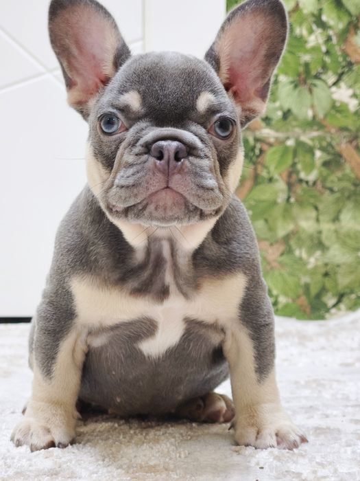 Очаровательная девочка