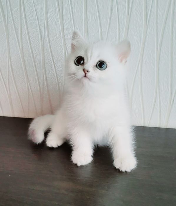 Серебристая кошечка