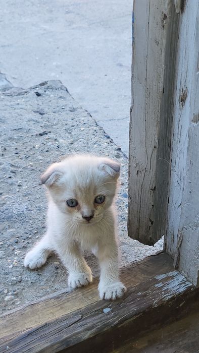 Отдам в хорошие ,добрые руки.