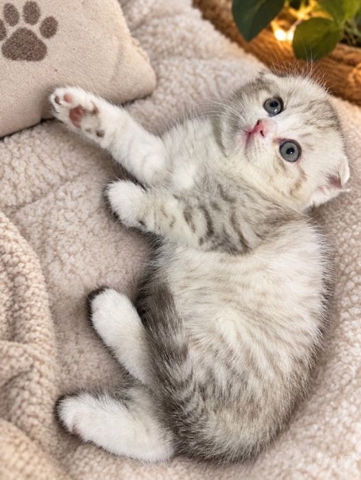 ПРОДАЮТСЯ  породистые  котята
