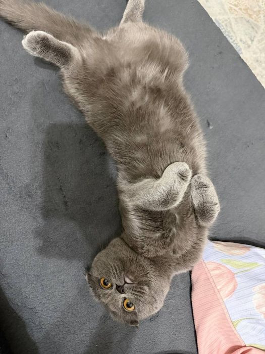 Кошка скоттиш фолд