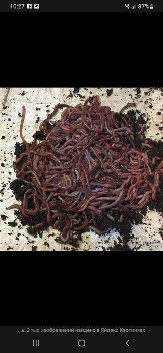 Черви для рыбалки