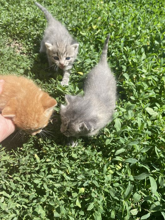 Отдам котят бесплатно