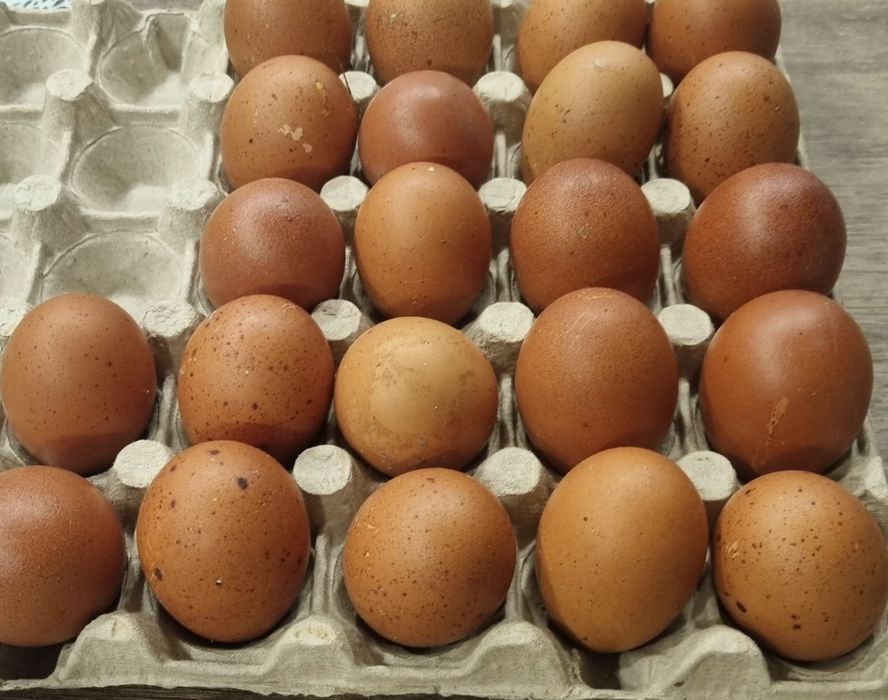 Ouă roșii de găină rasa marans