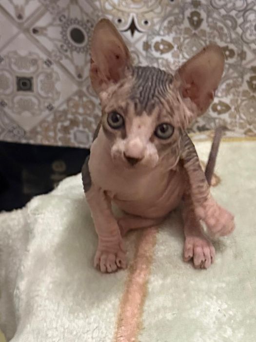 Котята девочки Донской Сфинкс