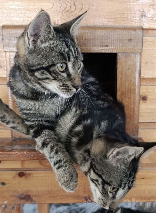 Котята подростки в добрые руки