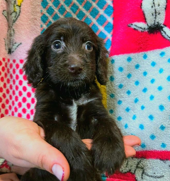 Русский охотничьи спаниель