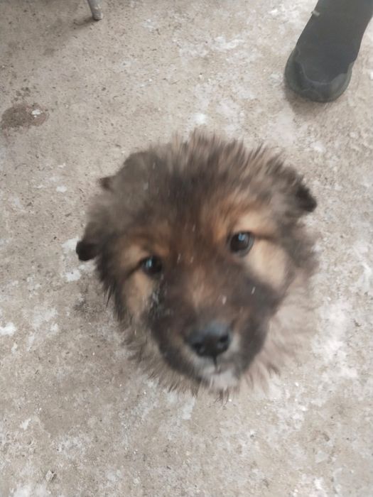 Щенята с доставкой