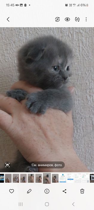 Готовятся к продаже милые котята