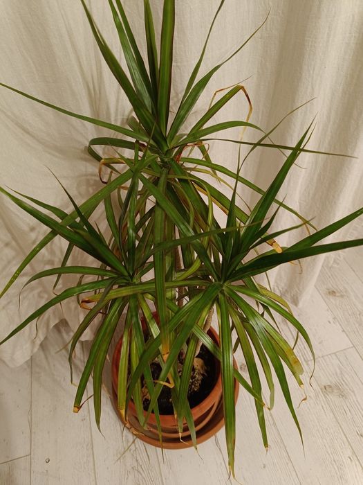 Драцени маргината и драцена фрагранс 100-120см