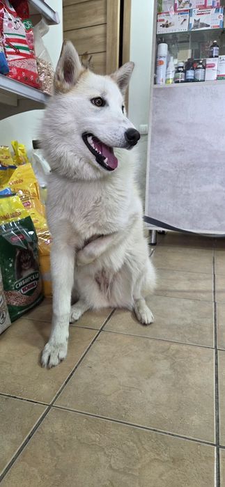 Пристраиваеися лайка Эмили