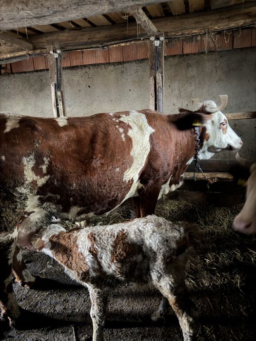 Vând vacă cu vițel