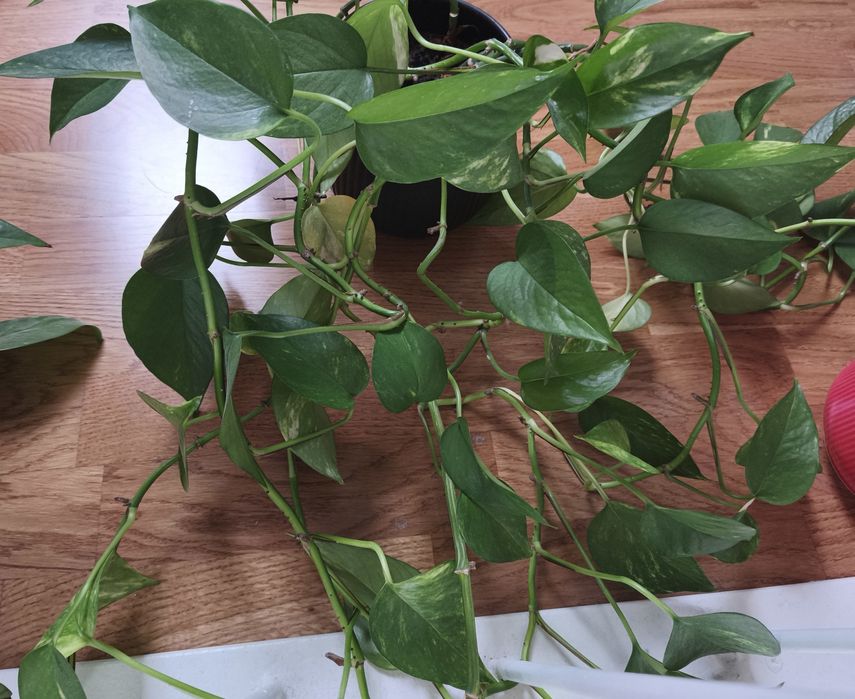 Пълзящи стайни цветя