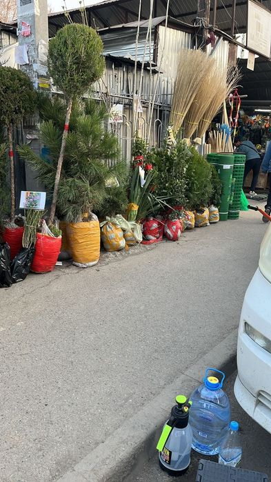 Саженцый  яблоня