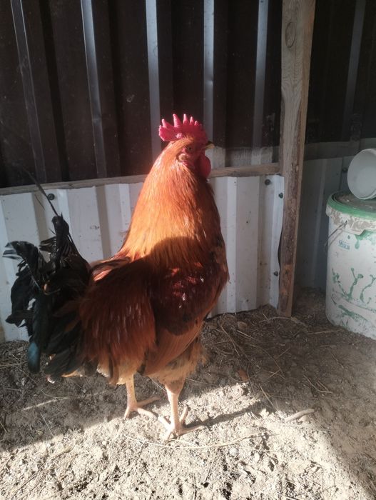 Әтеш сатылады бағасы 3 мың теңге